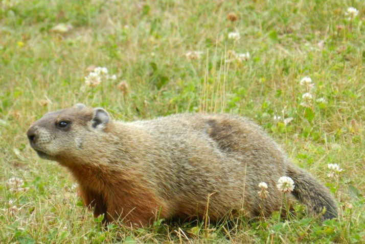 A groundhog standing in a yard.